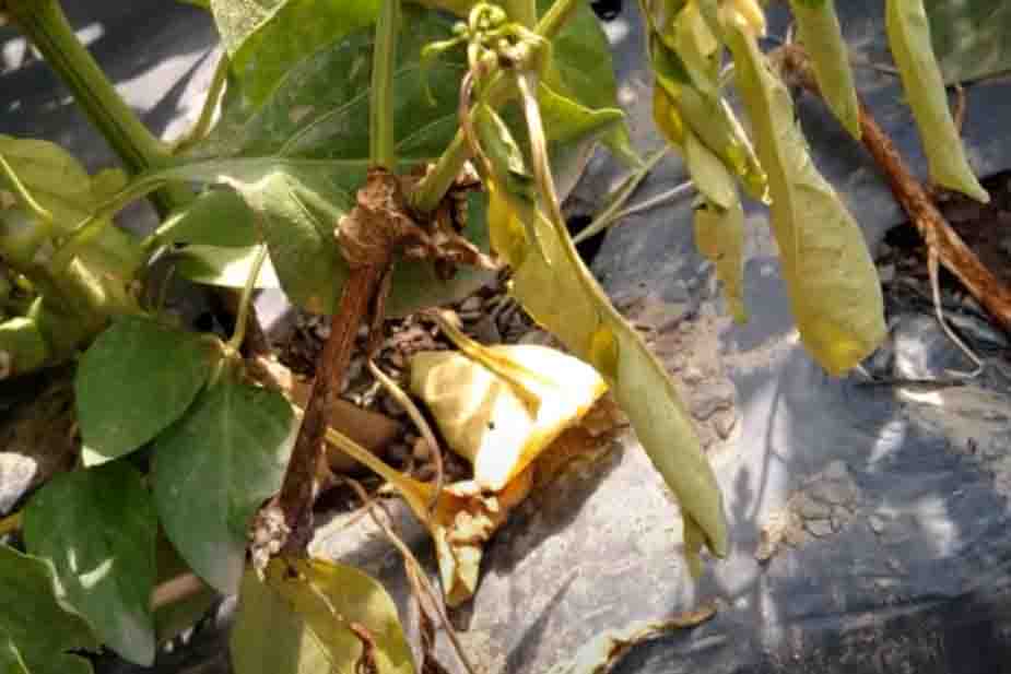 Plamenjača paprike (Phytophthora capsici) na stablu